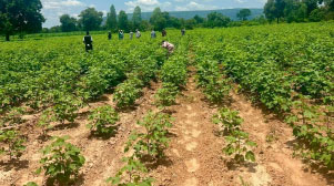 Engrais, hausse des prix, météo et insécurité: la campagne agricole face aux défis