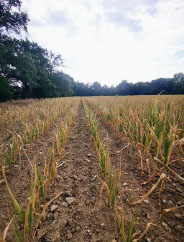 Campagne agricole : FEWS NET renouvelle ses alertes